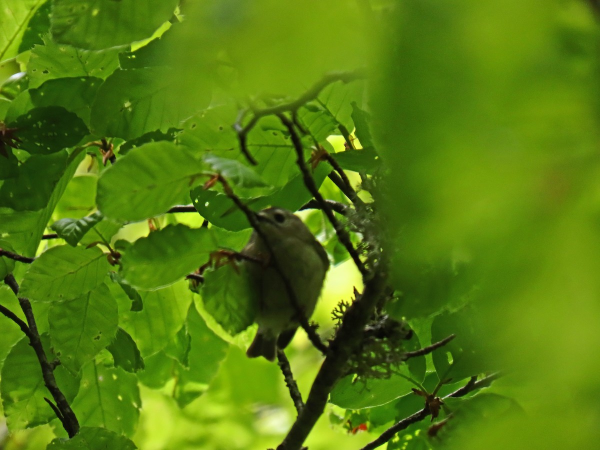 Goldcrest - ML619503972