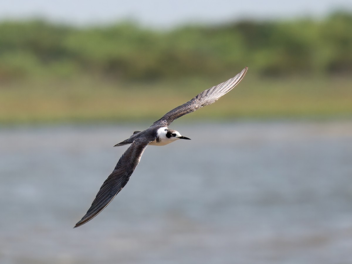 Black Tern - Cin-Ty Lee