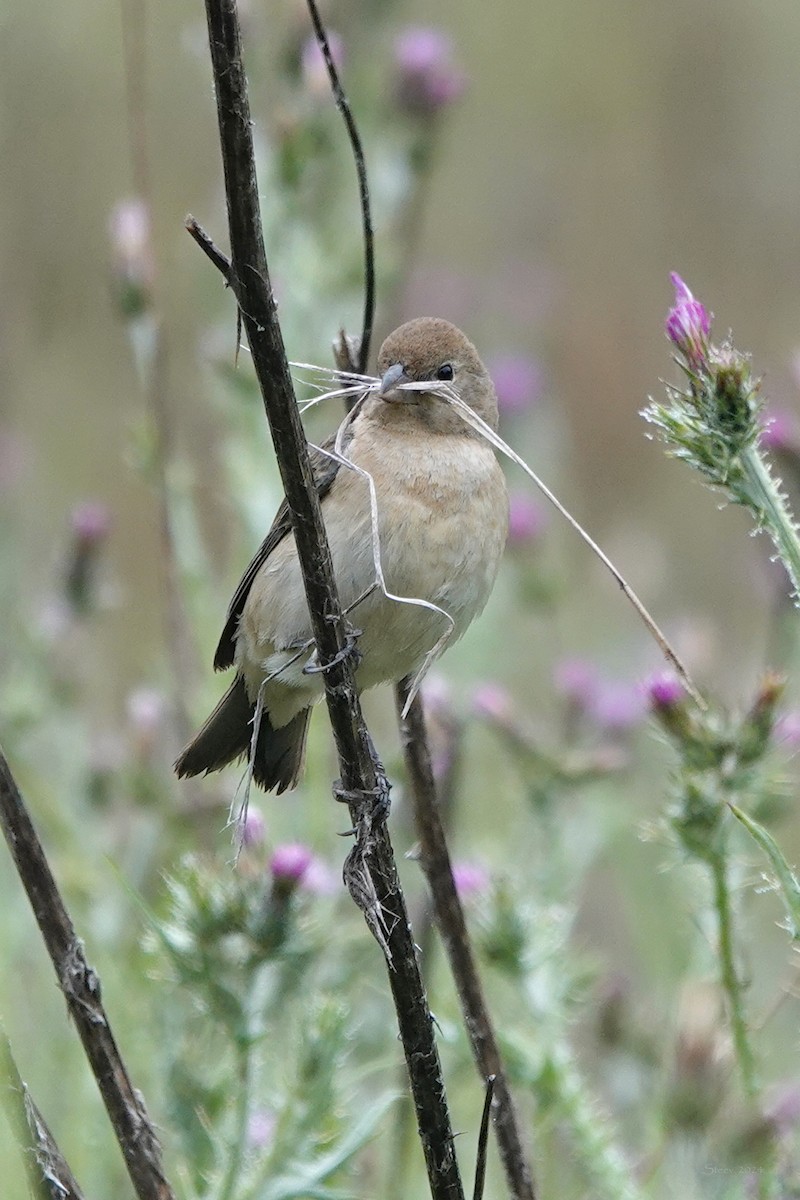 Lazuli Bunting - Steve Neely