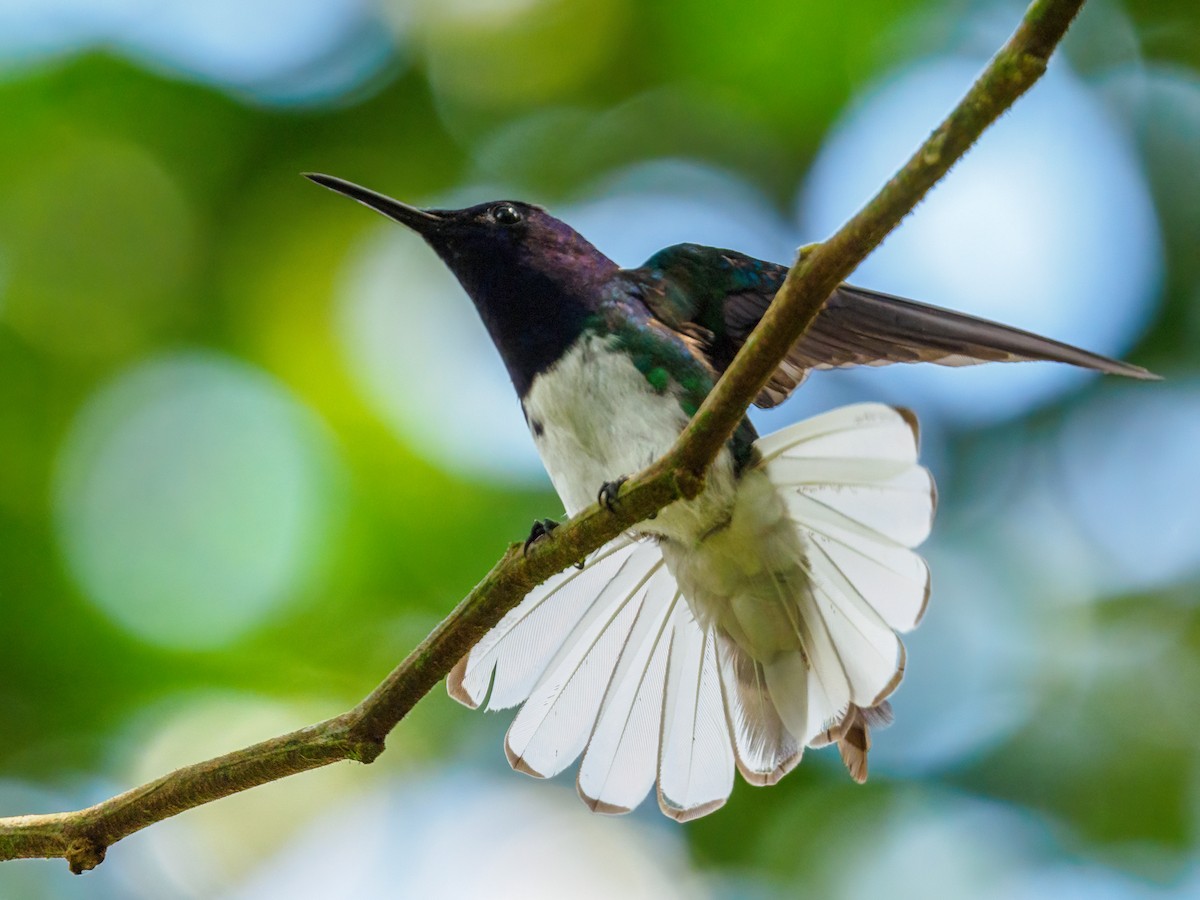 White-necked Jacobin - Abe Villanueva