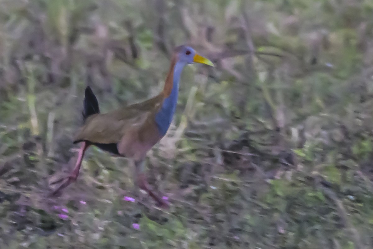 Giant Wood-Rail - Amed Hernández