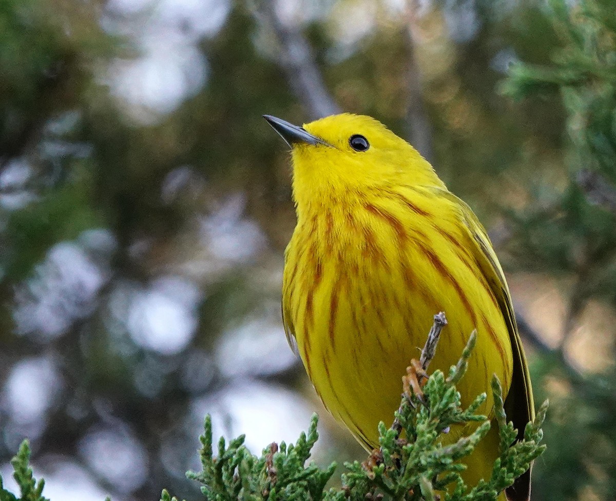 Yellow Warbler - Mike Burkoski