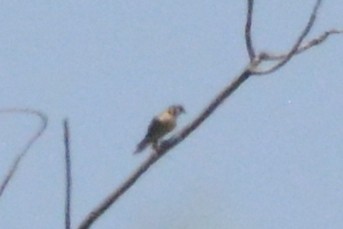 American Kestrel - Cathy Pasterczyk