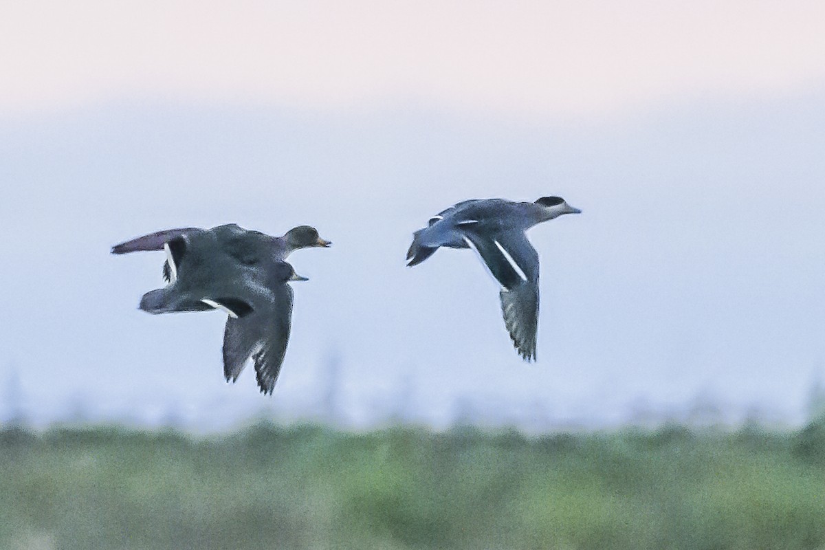 Silver Teal - Amed Hernández