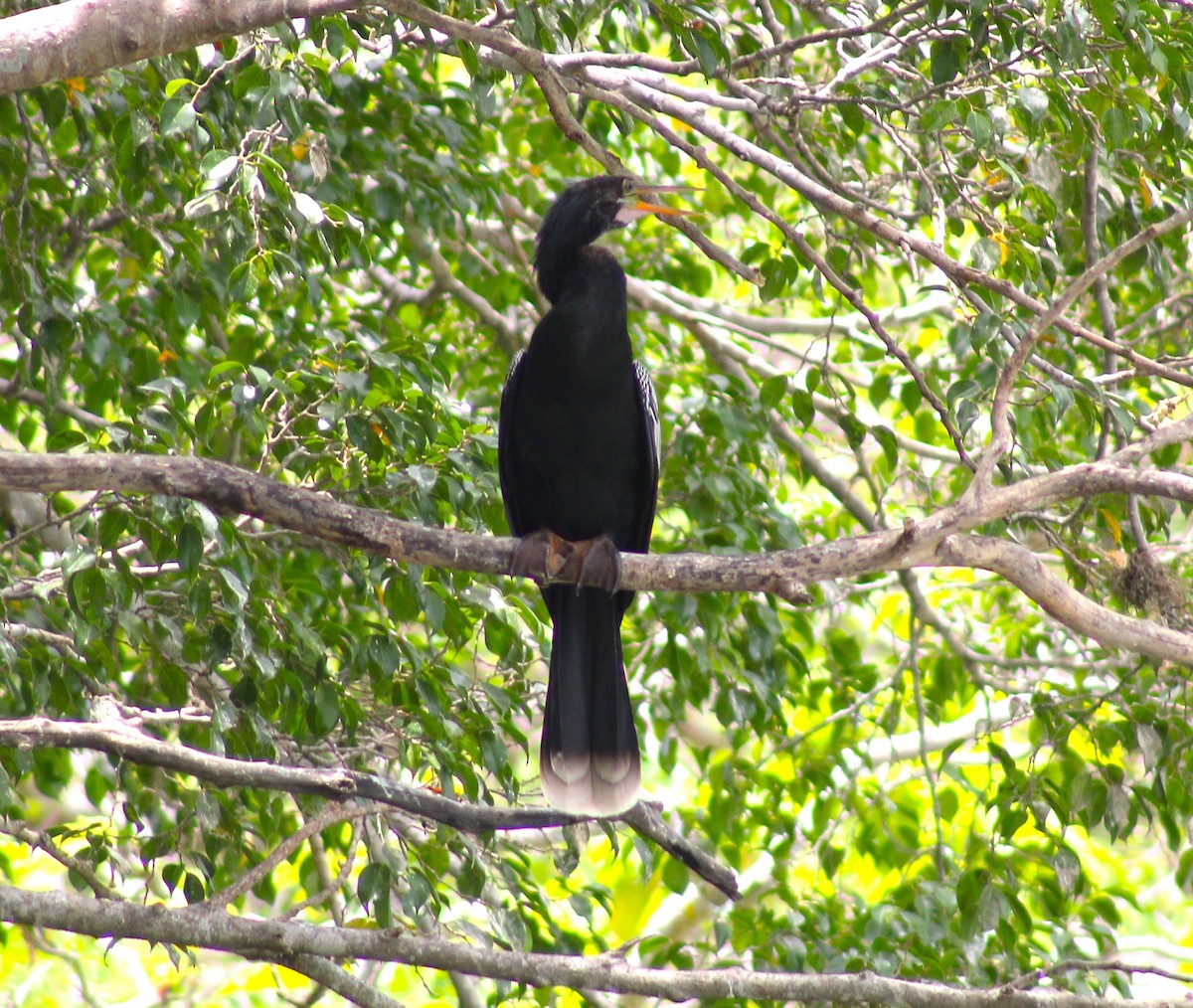 Amerika-Schlangenhalsvogel - ML619504003