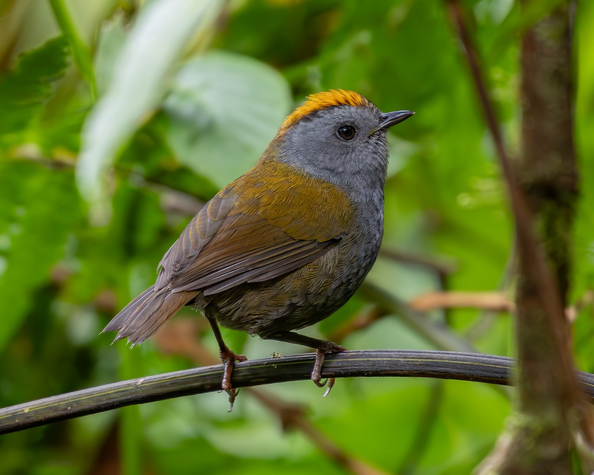 Wrenthrush - Josanel Sugasti -photographyandbirdingtourspanama