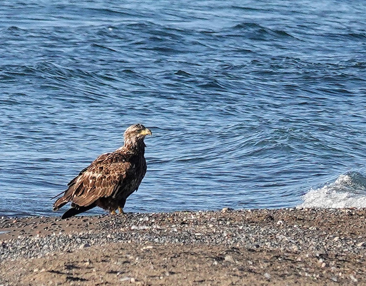 Bald Eagle - Mike Burkoski