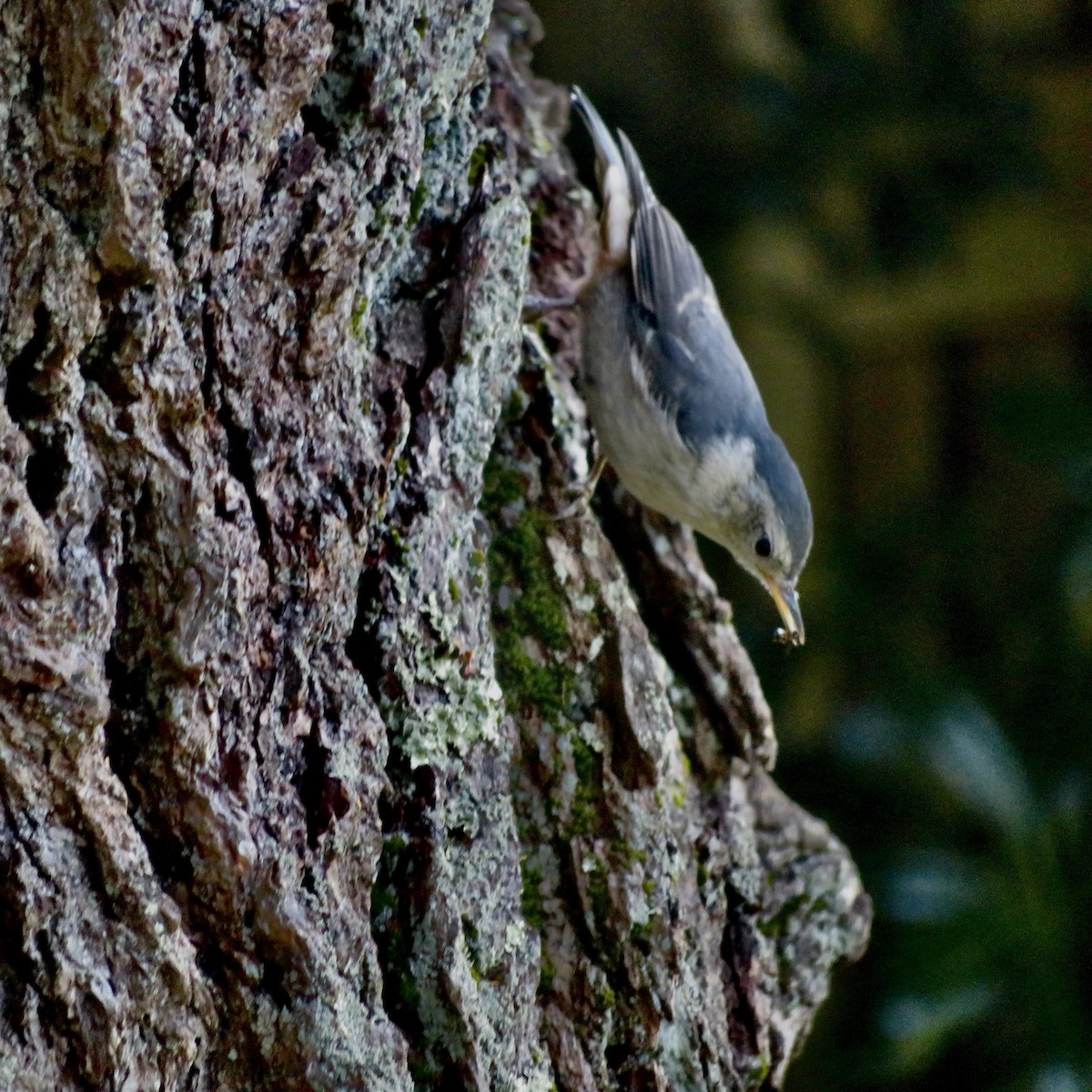 White-breasted Nuthatch - Anita Toney
