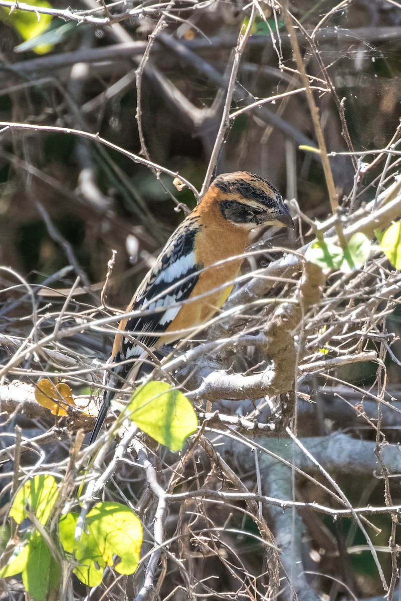 Black-headed Grosbeak - Jodi Boe