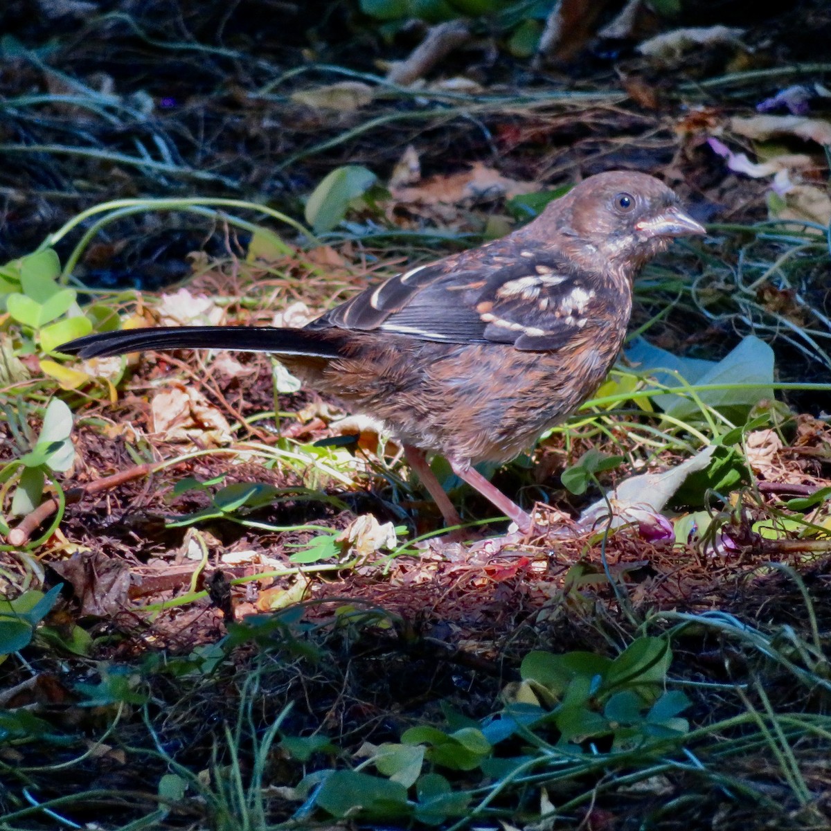 Spotted Towhee - Anita Toney