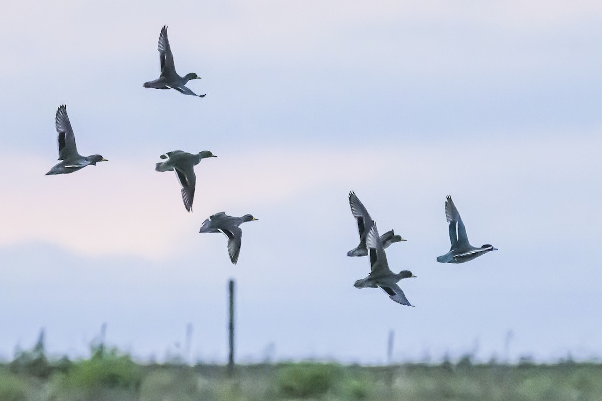 Yellow-billed Teal - Amed Hernández