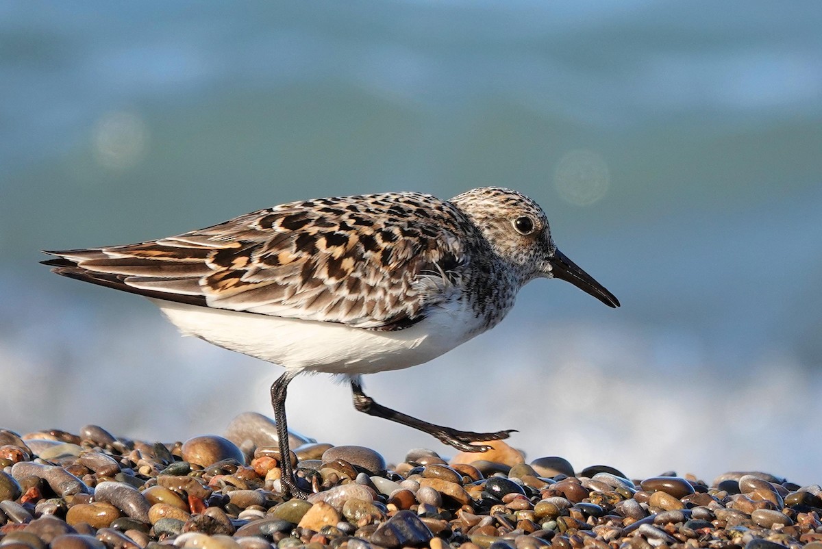 Sanderling - Mike Burkoski