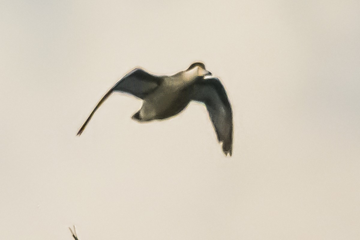 Silver Teal - Amed Hernández