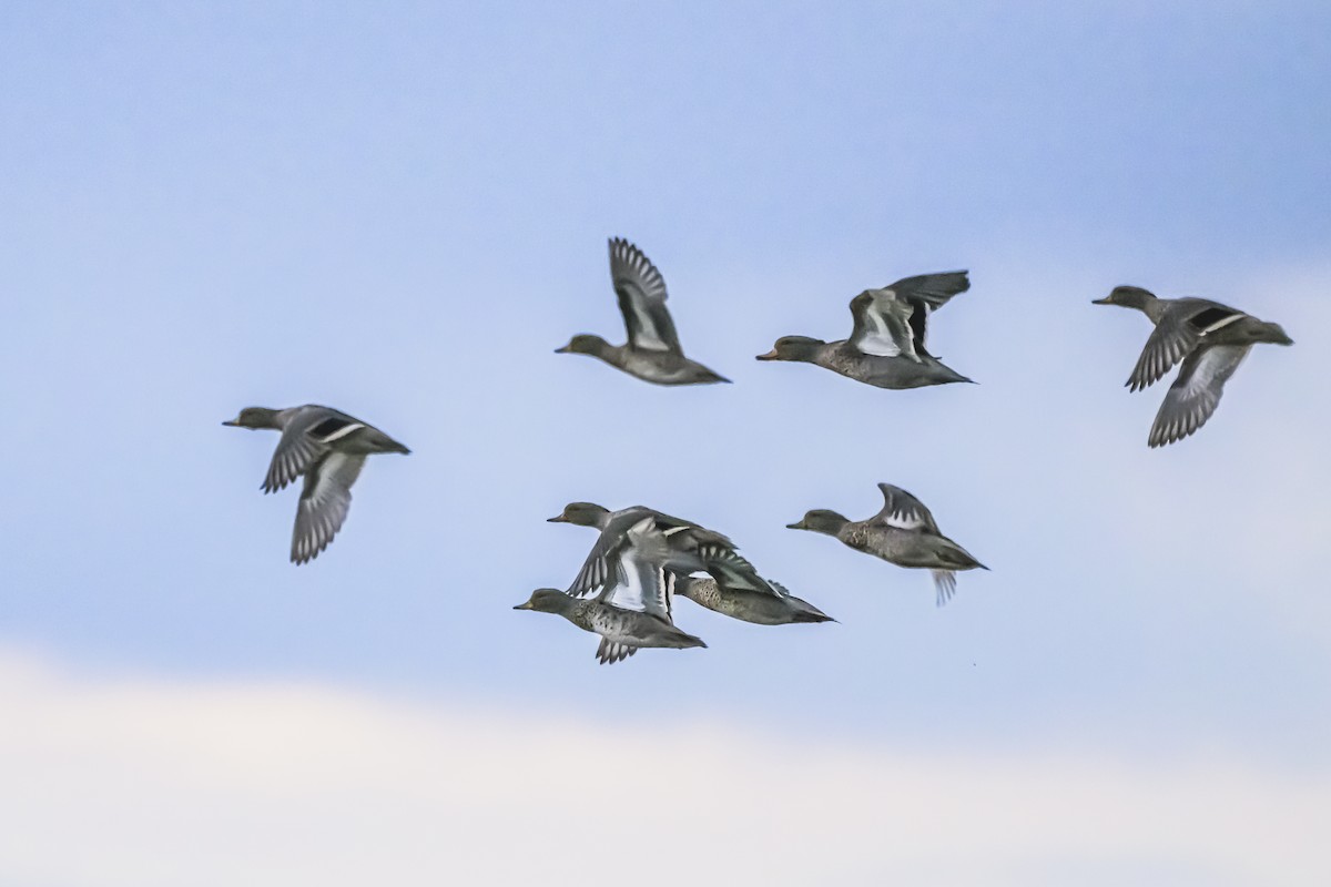 Yellow-billed Teal - Amed Hernández