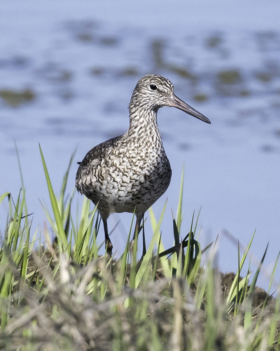 Willet - Stan Deutsch