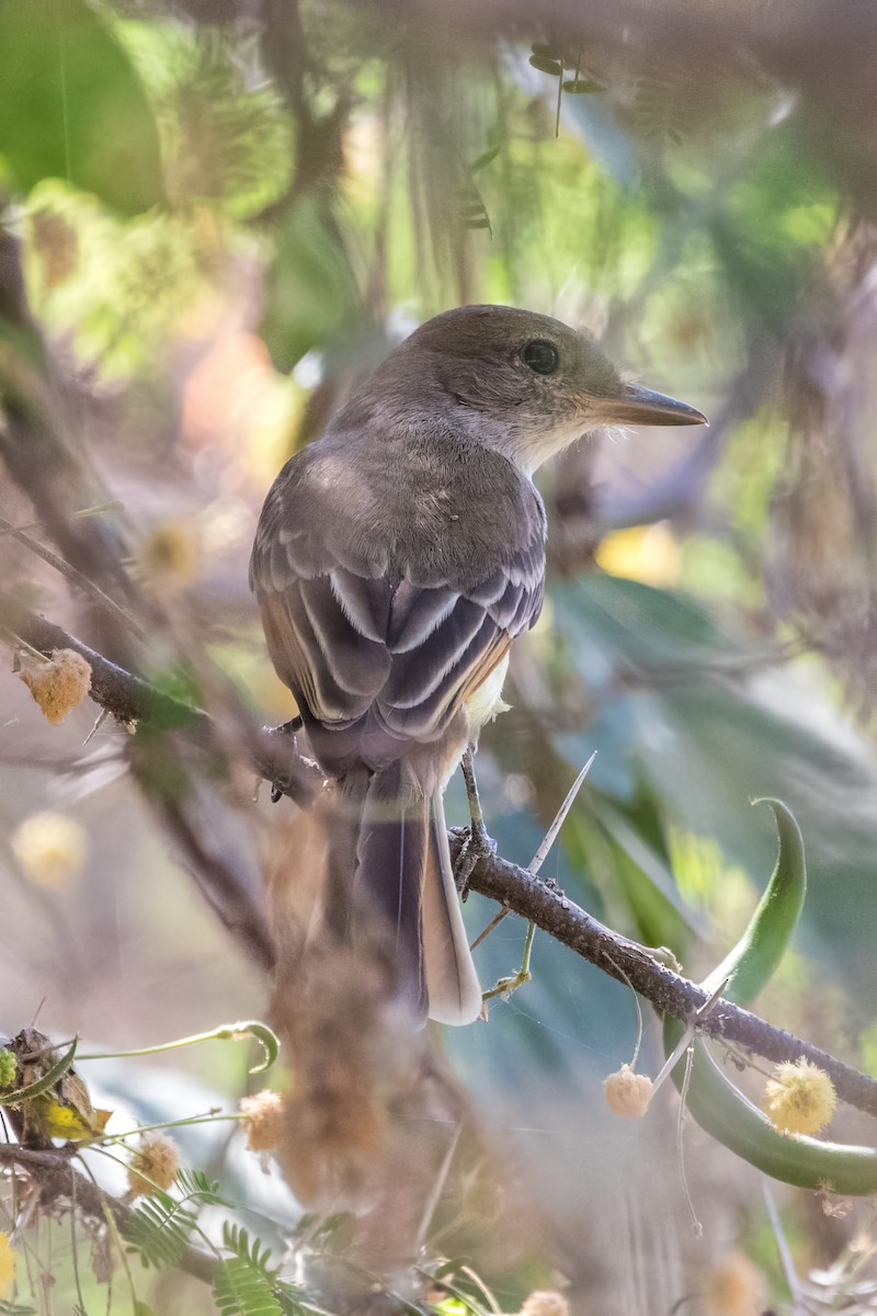 Nutting's Flycatcher - Jodi Boe