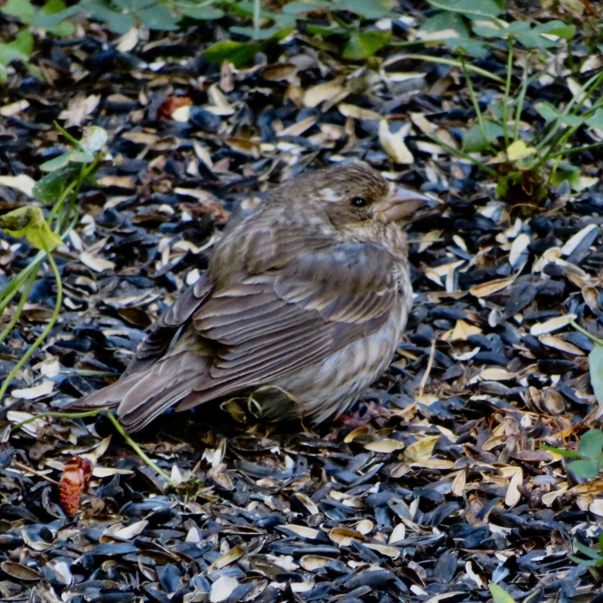 Purple Finch - Anita Toney