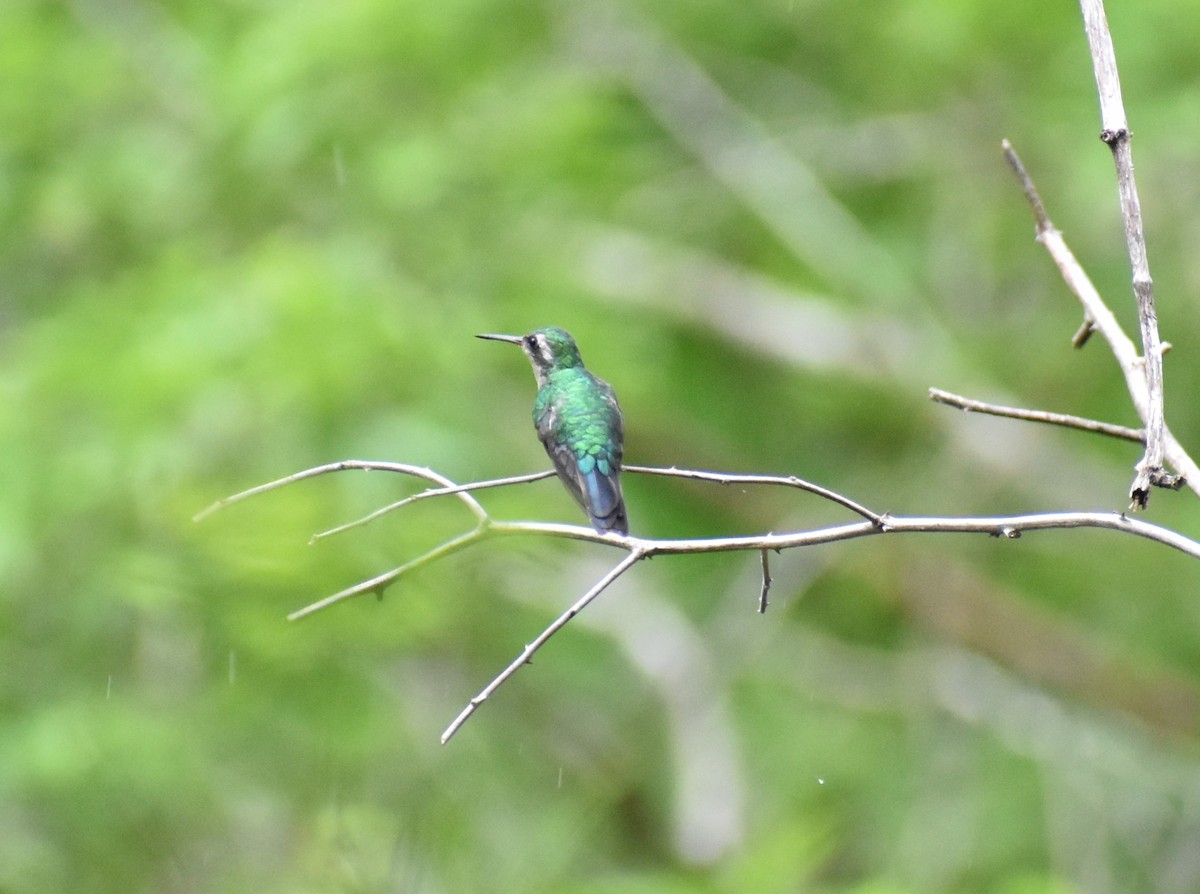 Canivet's Emerald - Pam García 𝔗𝔦𝔯𝔞𝔫𝔬𝔰 𝔘𝔯𝔟𝔞𝔫𝔬𝔰