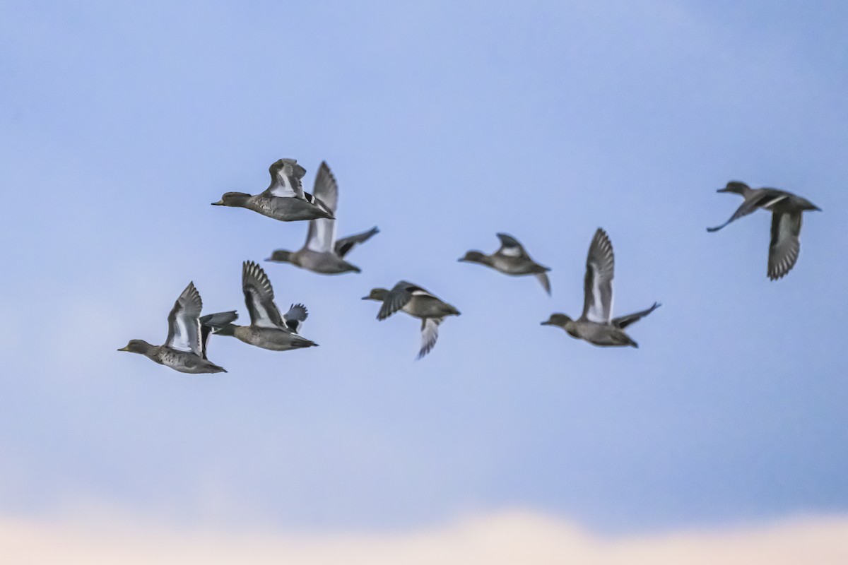 Yellow-billed Teal - Amed Hernández