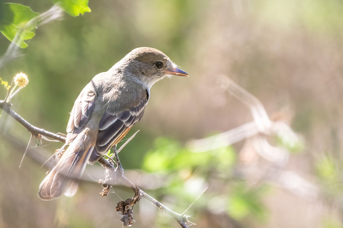 Nutting's Flycatcher - ML619504036