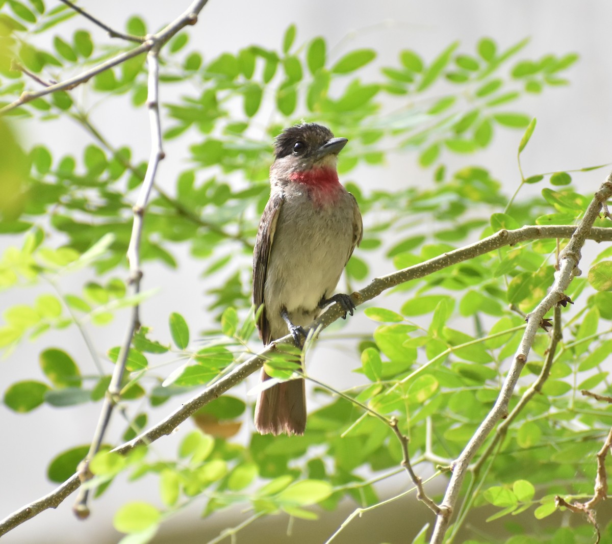 Rose-throated Becard - ML619504039
