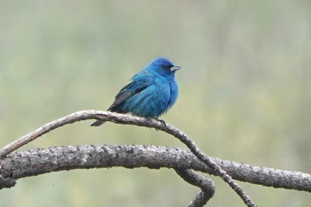 Indigo Bunting - Steve Neely