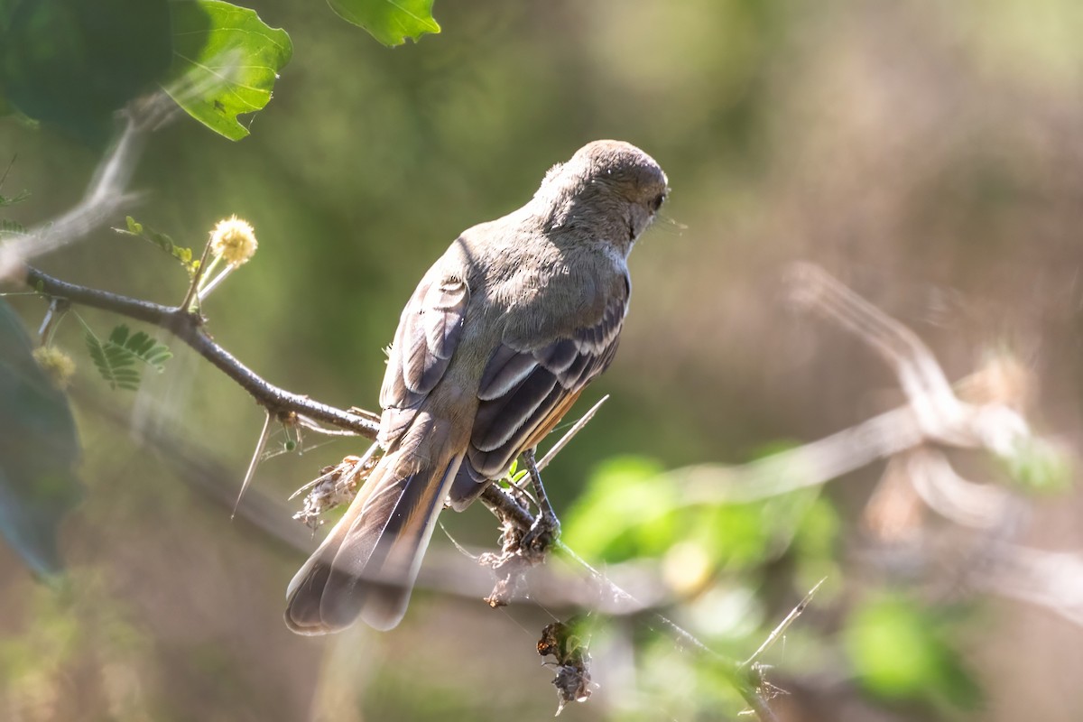 Nutting's Flycatcher - ML619504041