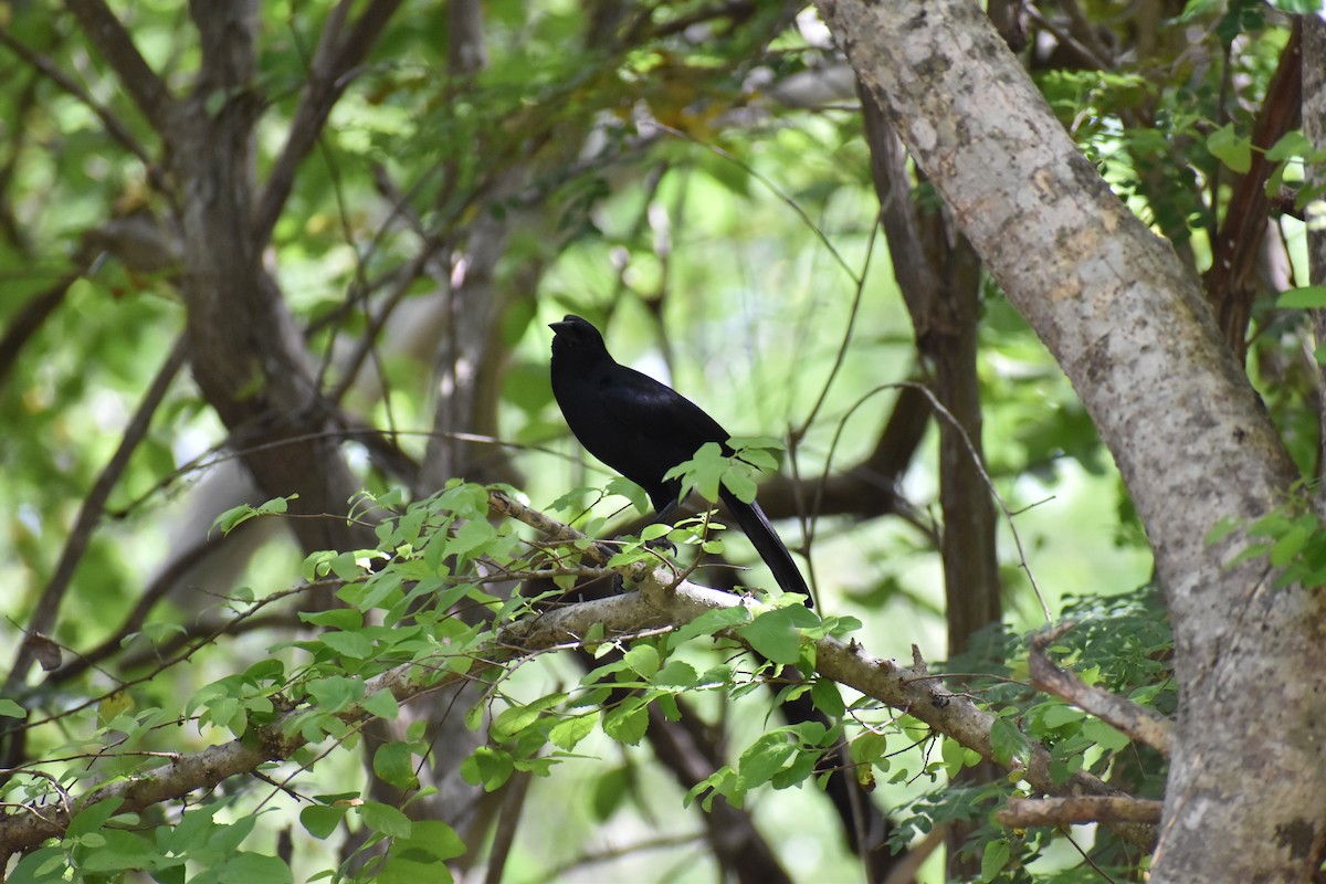 Melodious Blackbird - Pam García 𝔗𝔦𝔯𝔞𝔫𝔬𝔰 𝔘𝔯𝔟𝔞𝔫𝔬𝔰