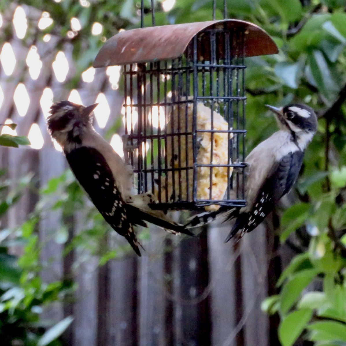 Downy Woodpecker - Anita Toney