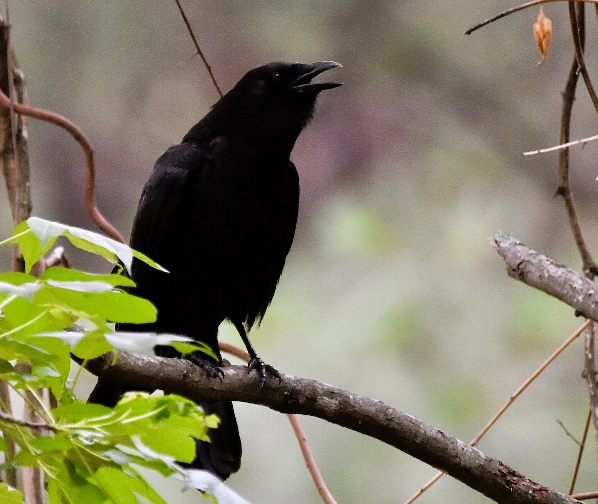 American Crow - Jason C. Martin