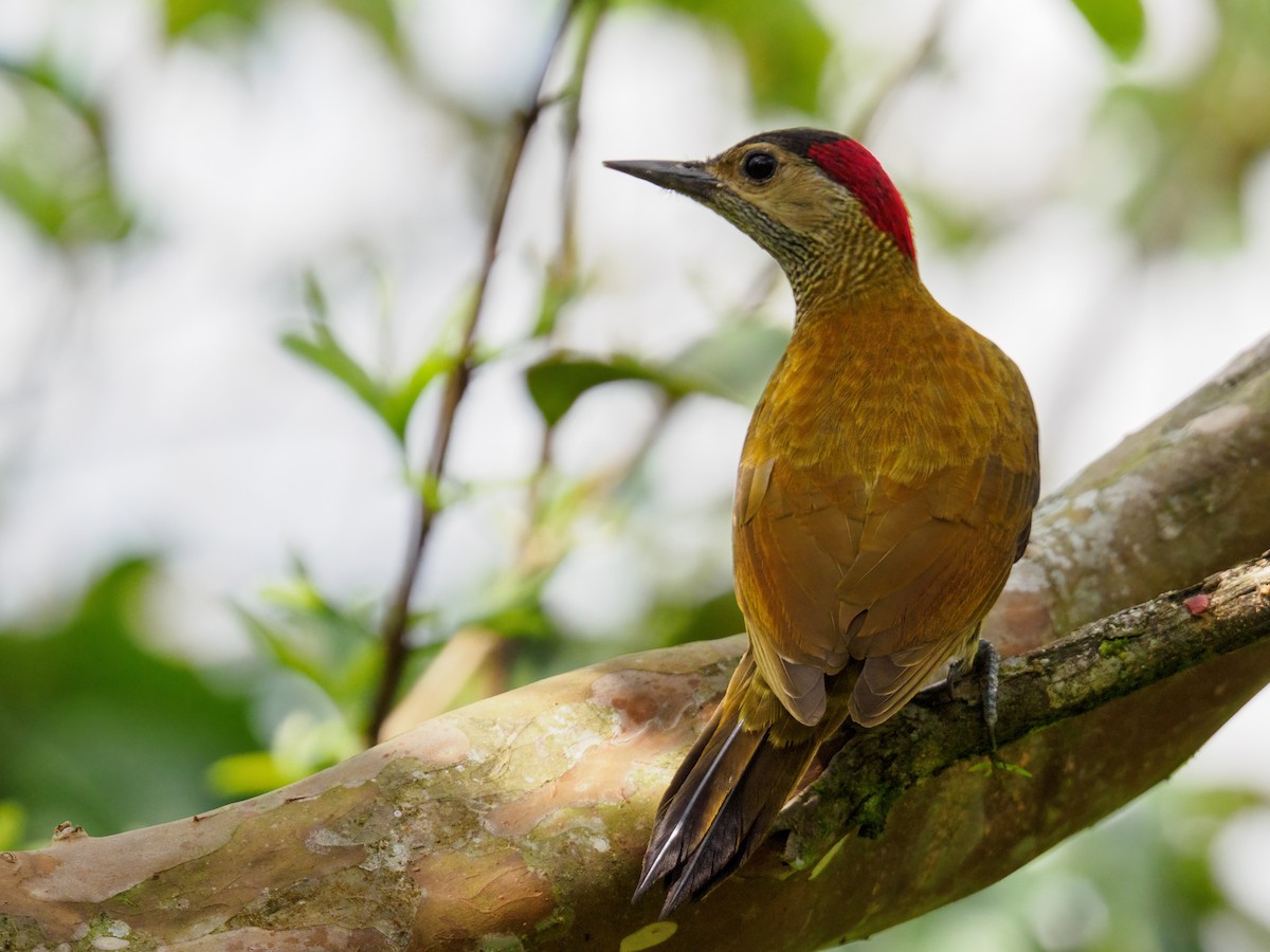 Golden-olive Woodpecker - Abe Villanueva