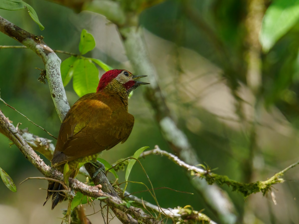 Golden-olive Woodpecker - Abe Villanueva