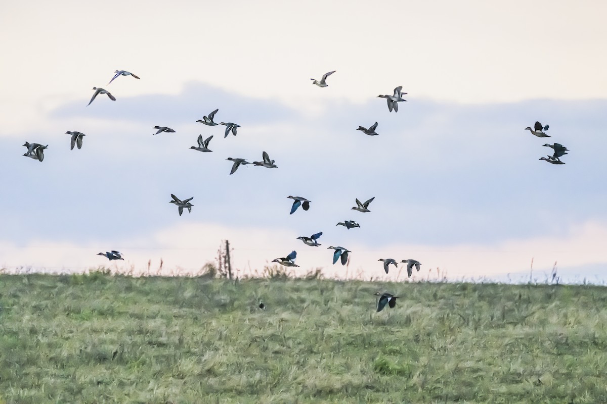 Yellow-billed Teal - Amed Hernández