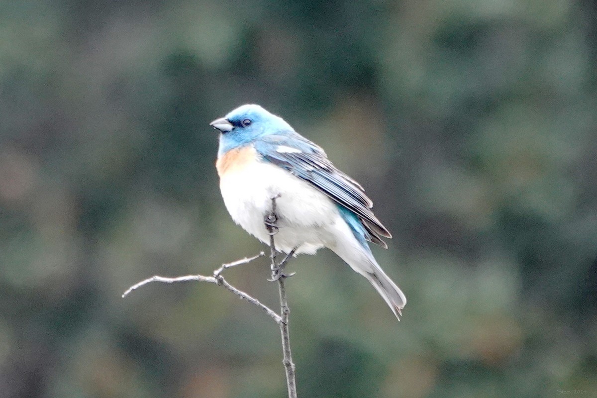 Lazuli Bunting - Steve Neely