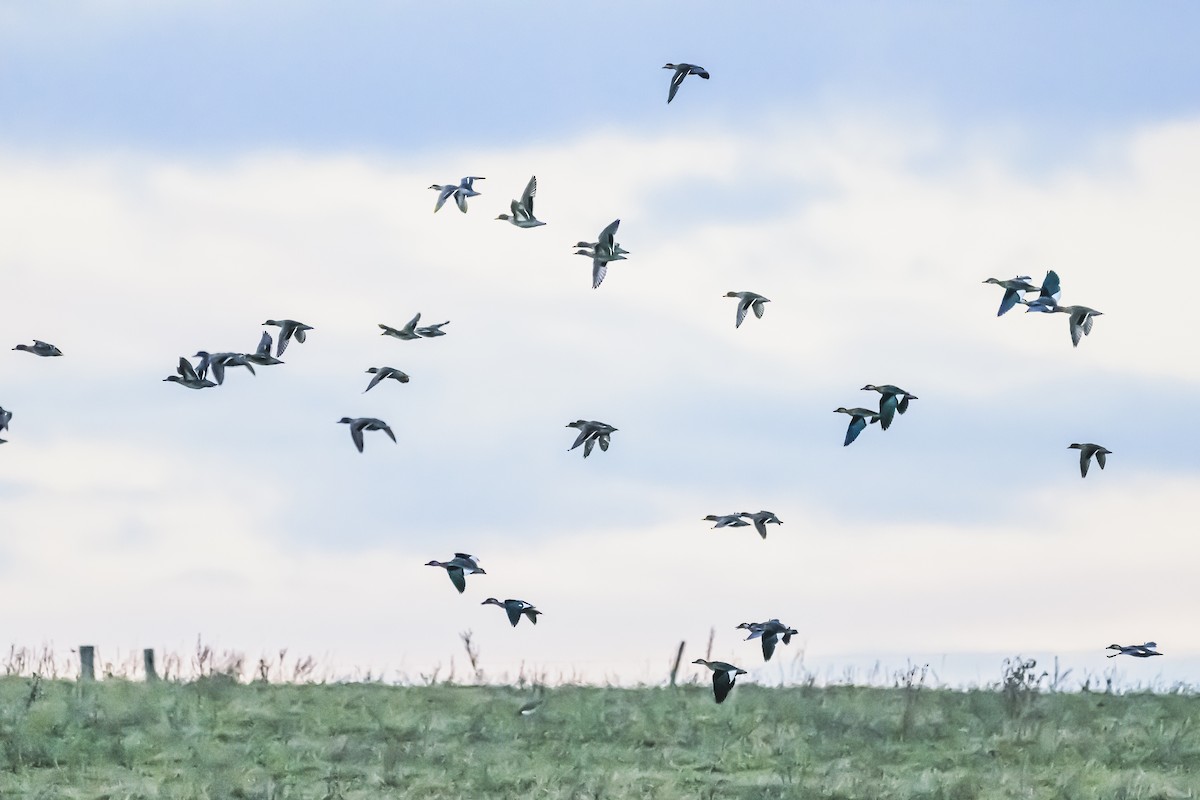 Brazilian Teal - Amed Hernández