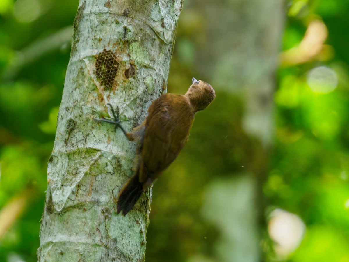 Plain-brown Woodcreeper - Abe Villanueva