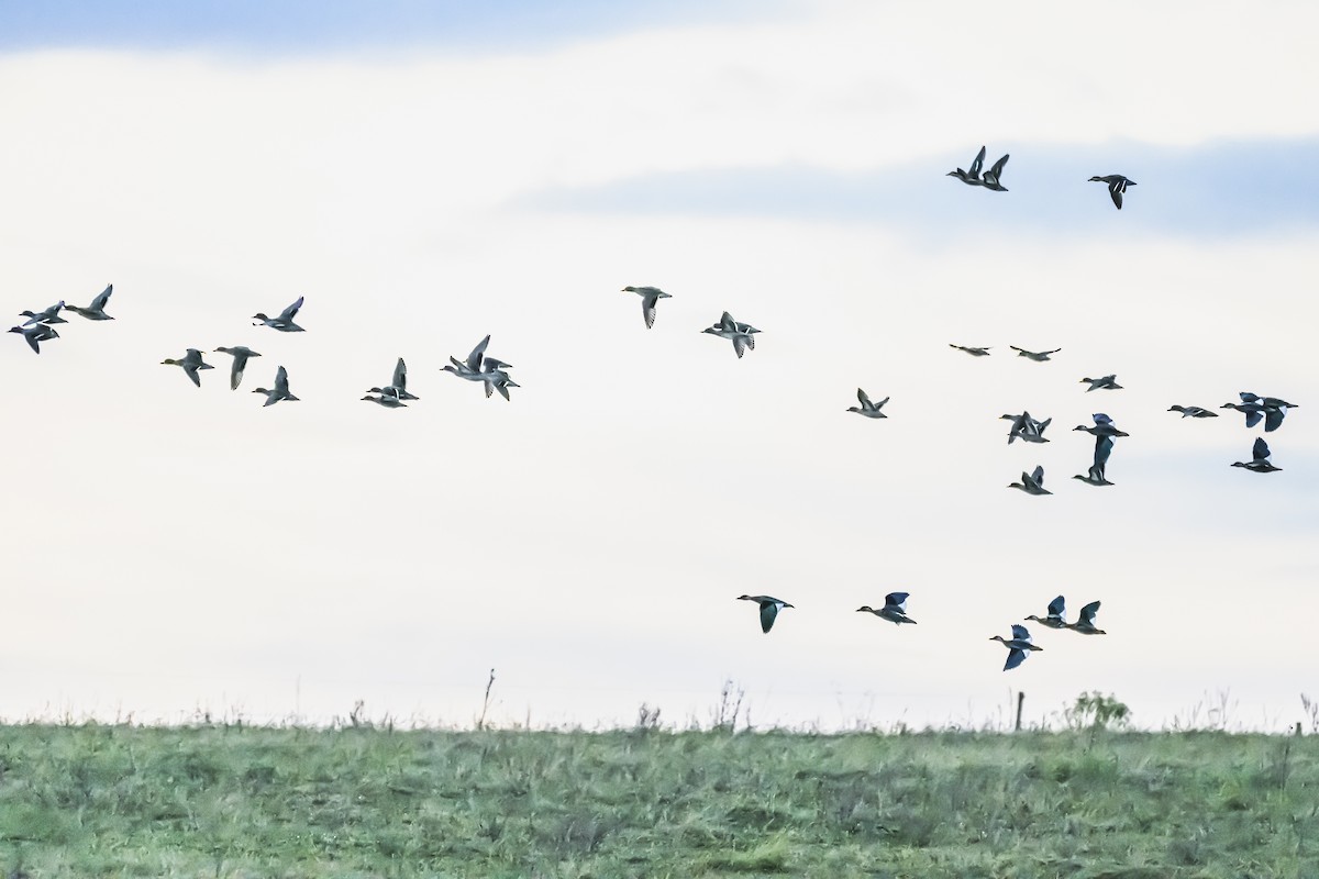 Yellow-billed Teal - Amed Hernández