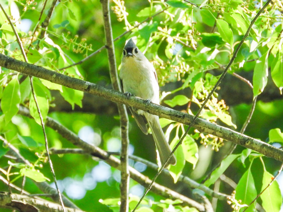 Tufted Titmouse - Haley Gottardo