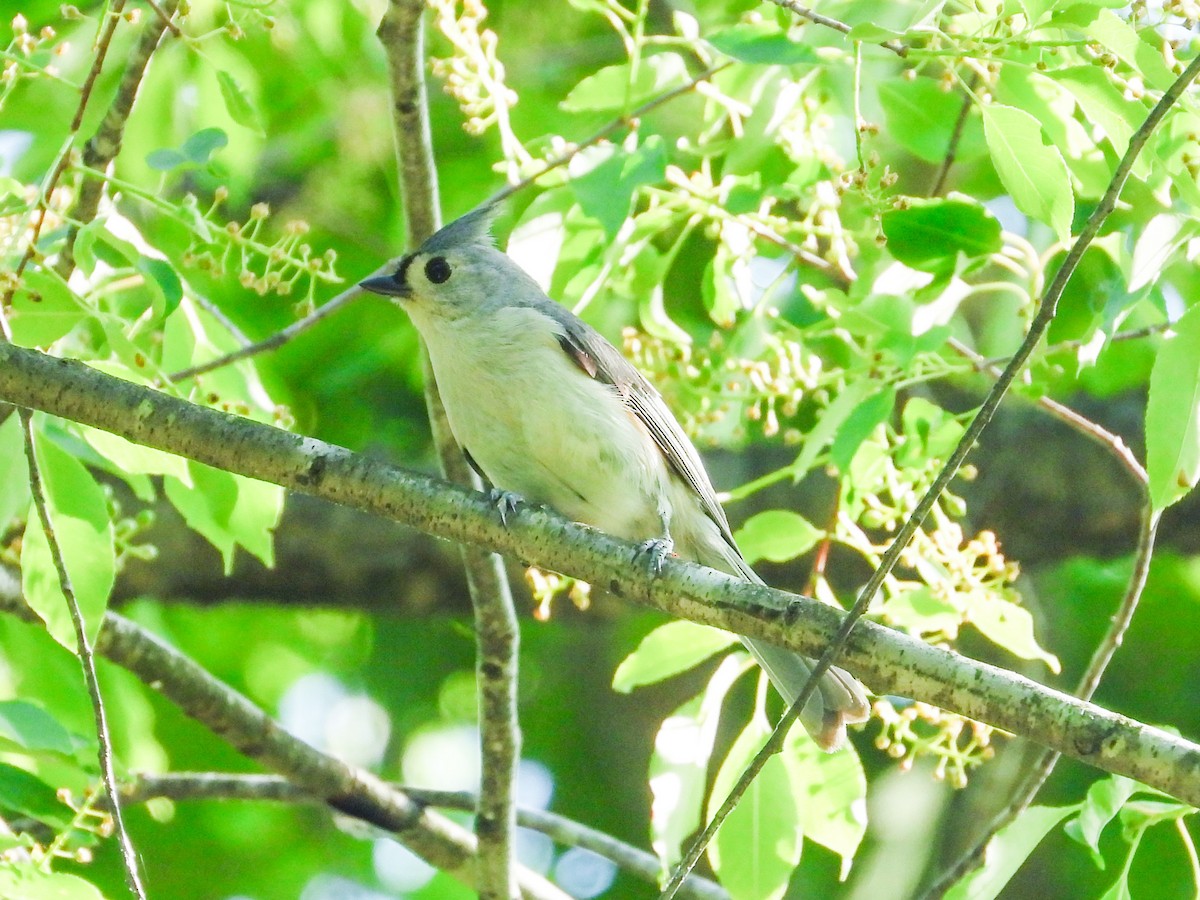 Tufted Titmouse - Haley Gottardo