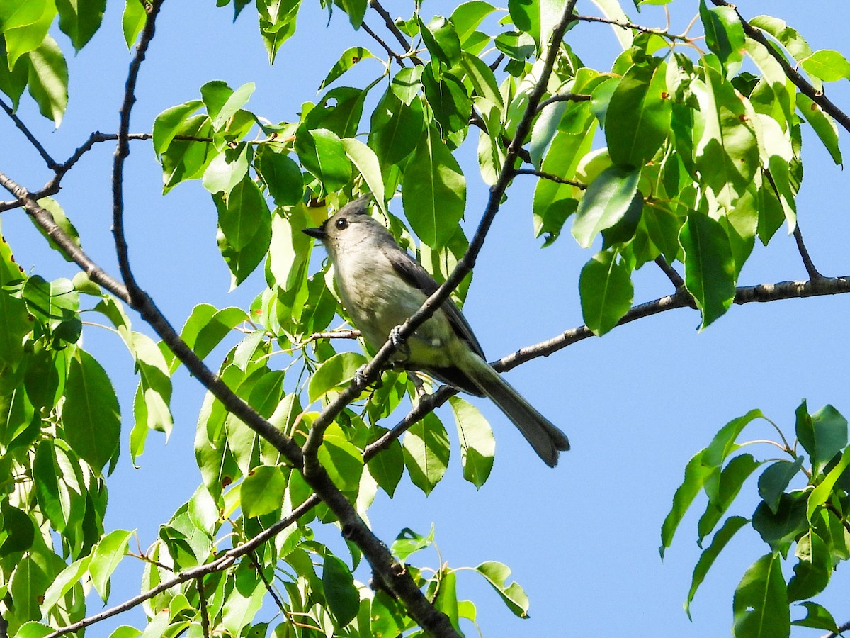 Tufted Titmouse - Haley Gottardo