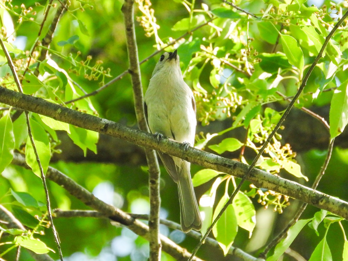 Tufted Titmouse - Haley Gottardo