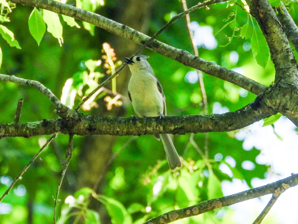 Tufted Titmouse - Haley Gottardo