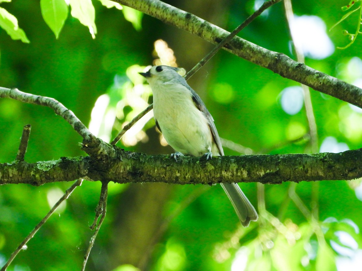 Tufted Titmouse - Haley Gottardo