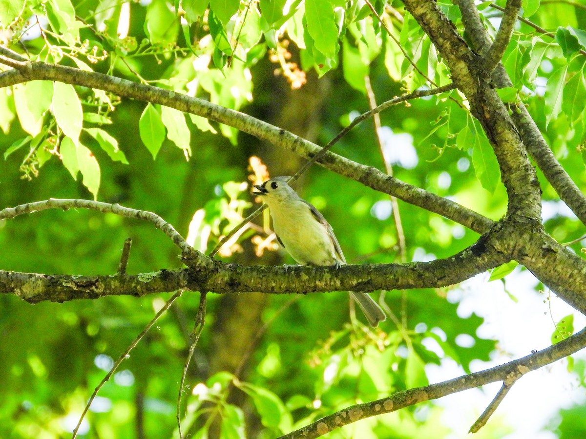 Tufted Titmouse - Haley Gottardo