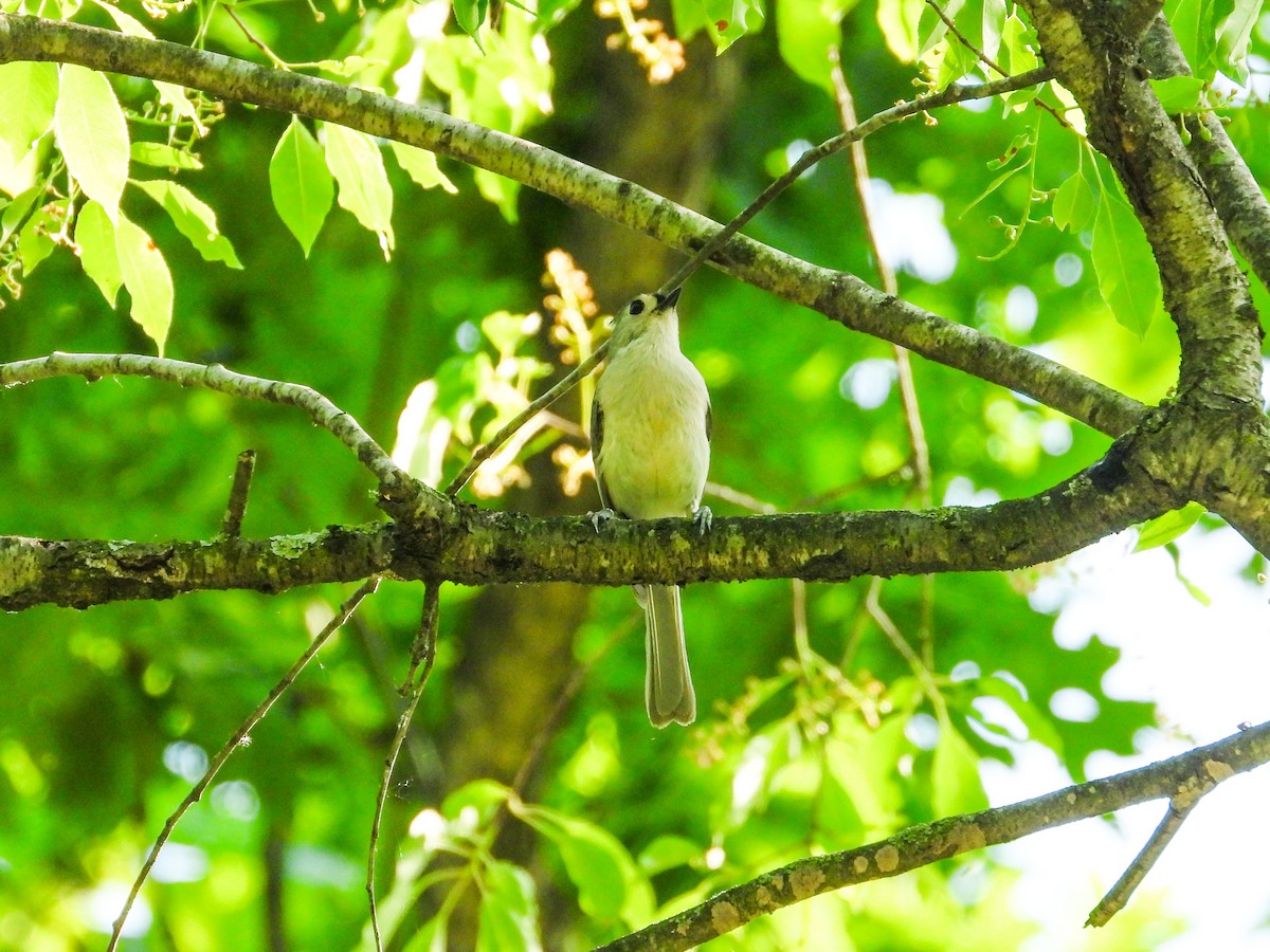 Tufted Titmouse - Haley Gottardo