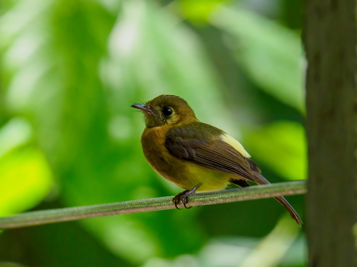 Sulphur-rumped Flycatcher - Abe Villanueva