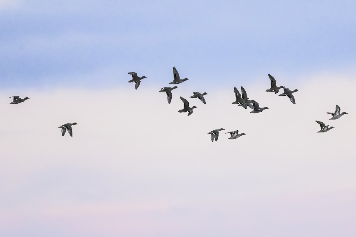 Yellow-billed Teal - Amed Hernández