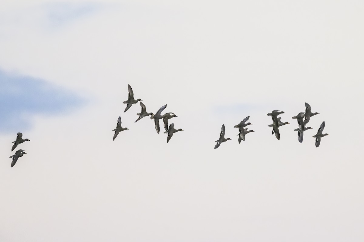 Yellow-billed Teal - Amed Hernández