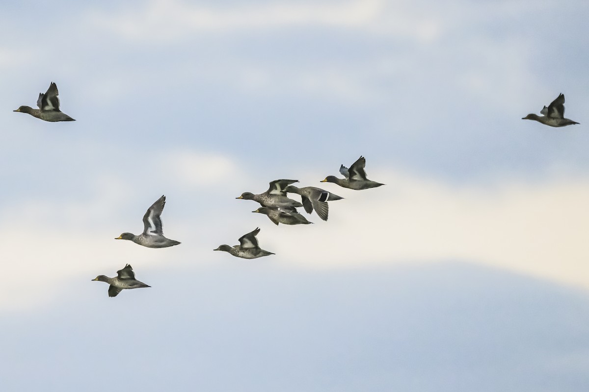 Yellow-billed Teal - Amed Hernández