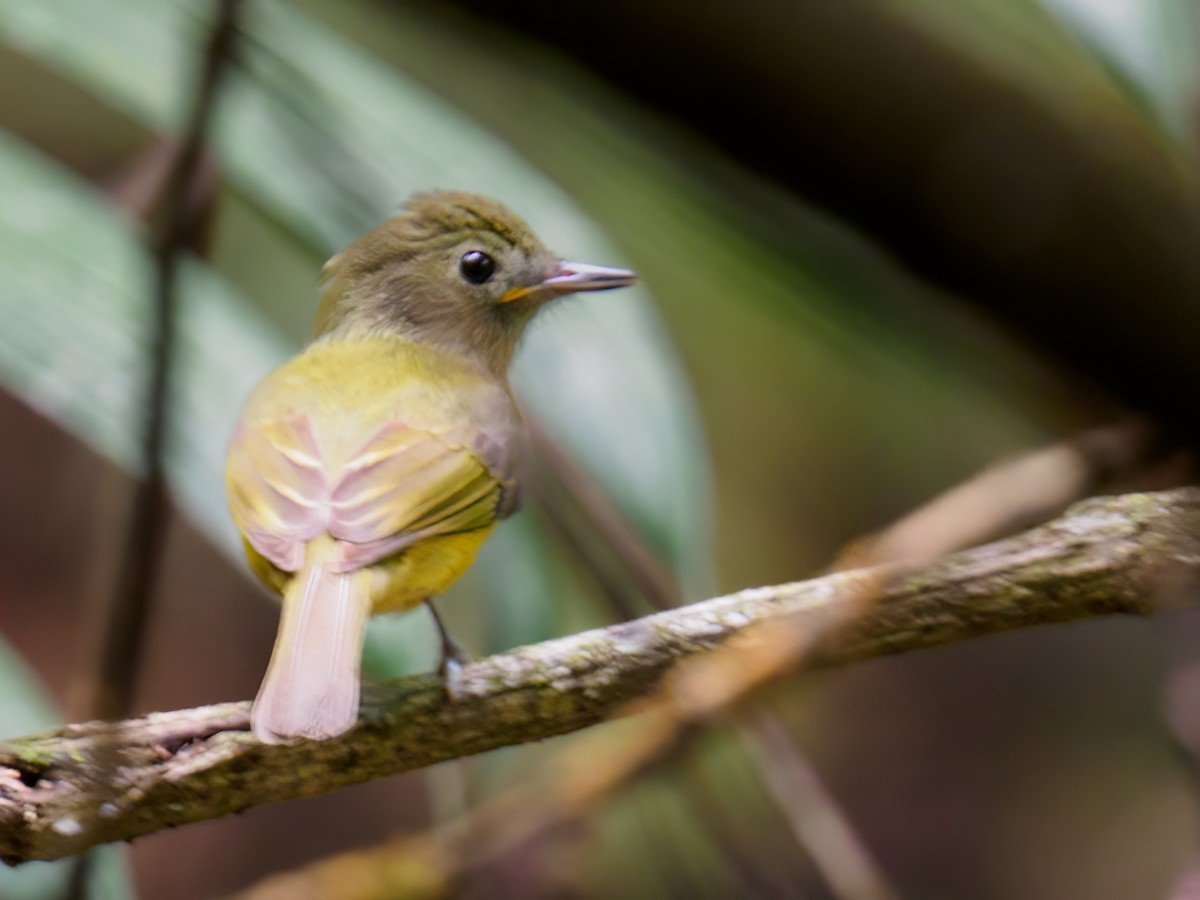 Ochre-bellied Flycatcher - Abe Villanueva